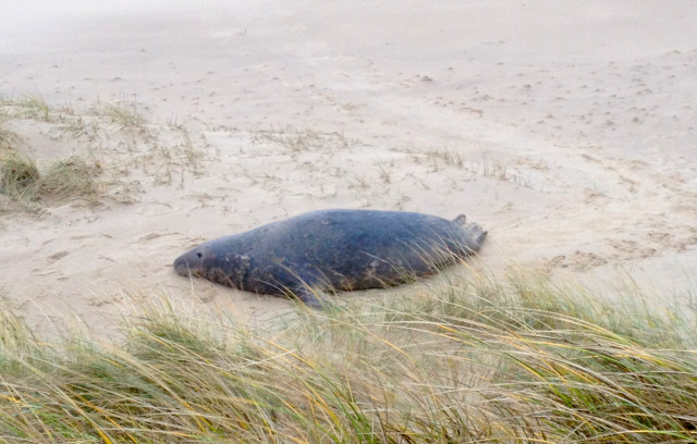 Bull Seal Well Up the Beach at Horsey